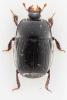 Eurosomides minor